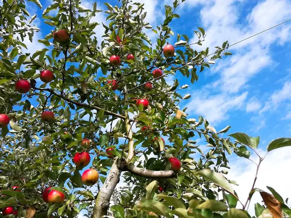 青い空と真っ赤なリンゴ