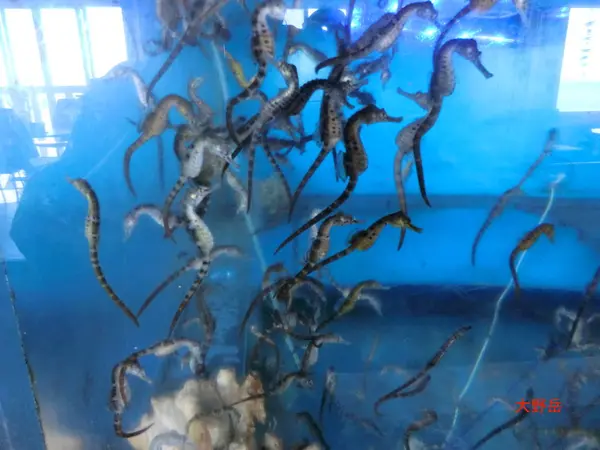 タツノオトシゴの水槽