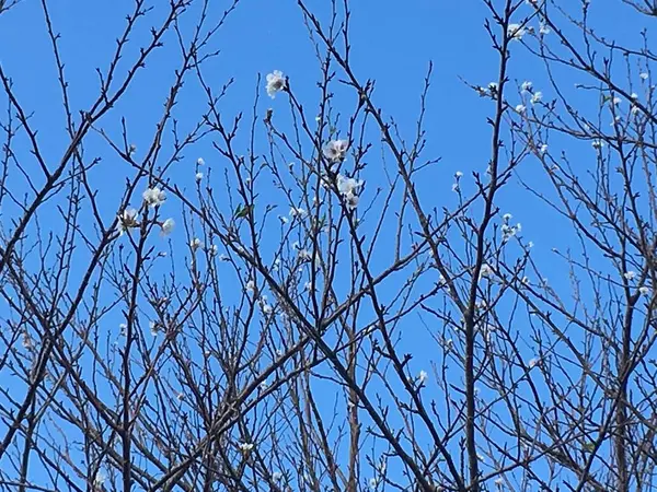 10月末に桜が開花していました。