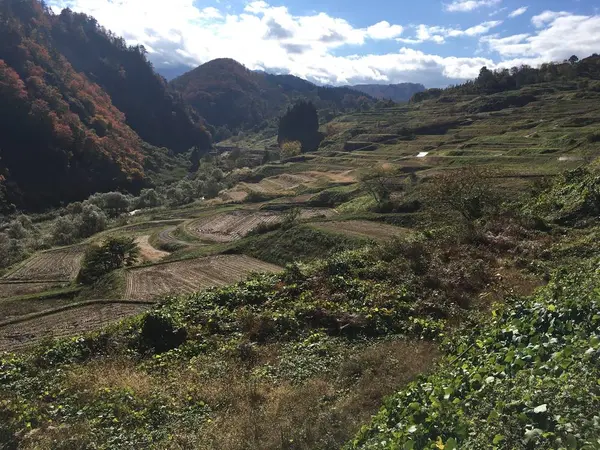 棚田