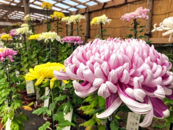 菊まつり