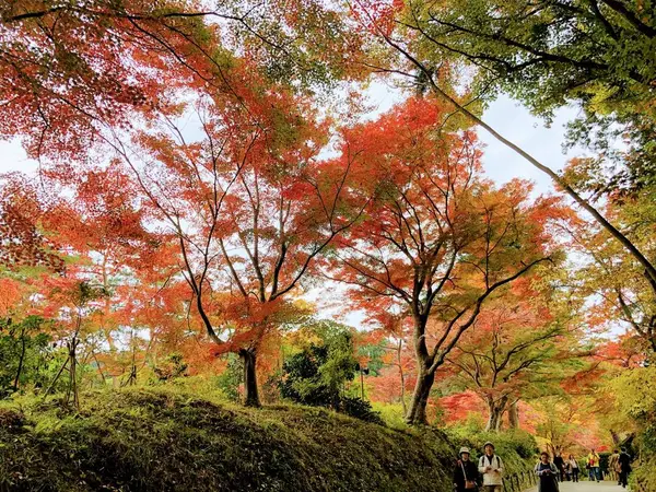 紅葉パート2🍁