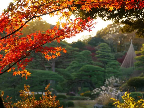 夕暮れの紅葉