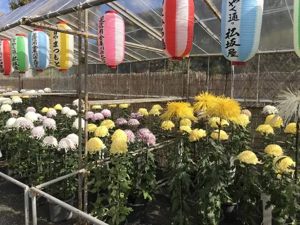 菊花展開催