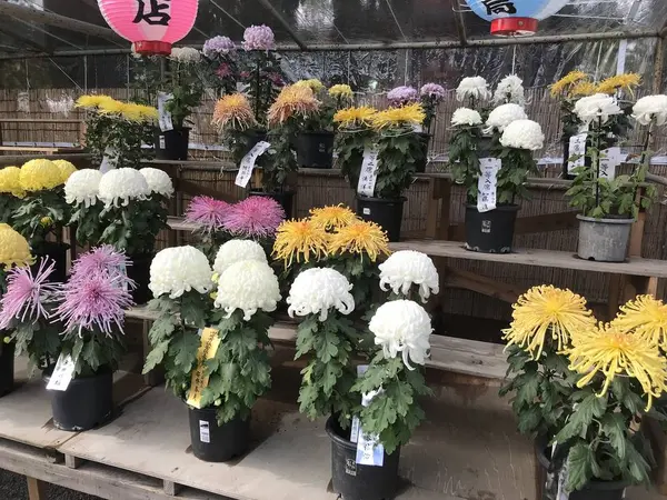 鑑賞菊以外の菊って地味ですよね
