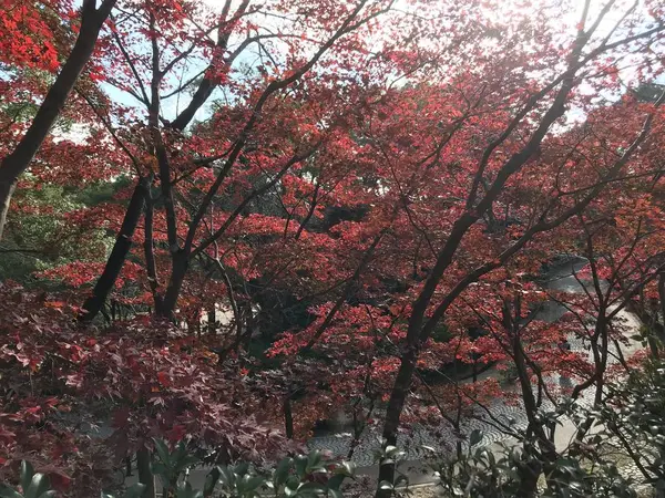 ただ今、紅葉真っ最中♪