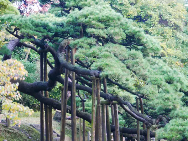 300年の松