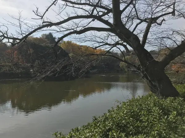 植え込みは椿です。