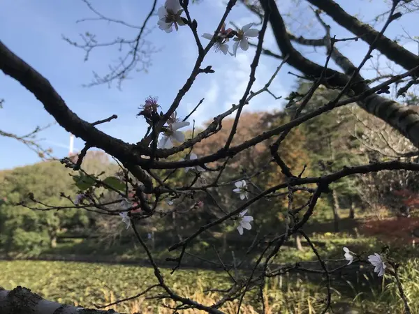 桜が咲いていました。
