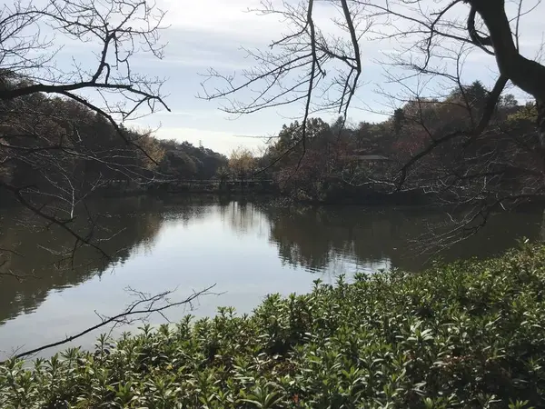 池に張り出す桜