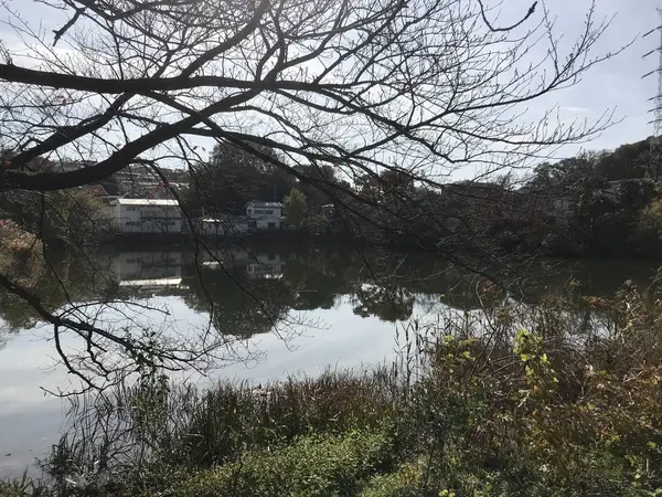 蓮子に侵食されてないエリア