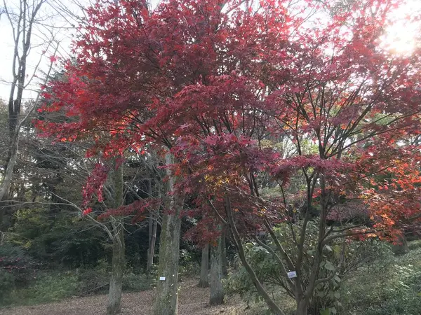 強烈な紅