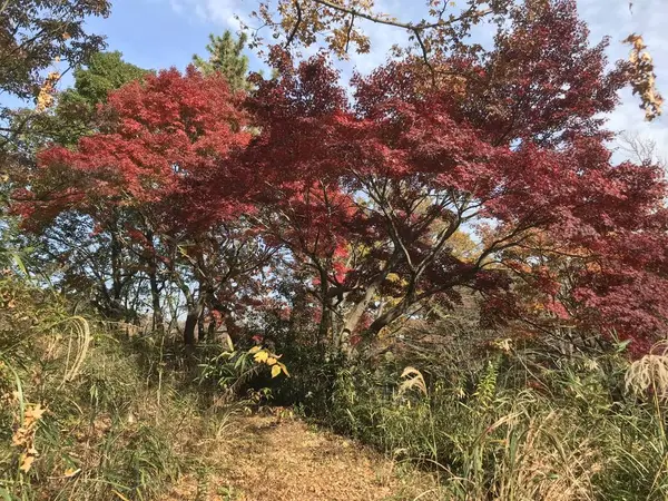 紅葉を見るのにも良いかも