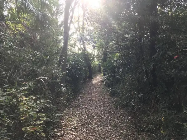 谷の周りは、自然豊かな山です。