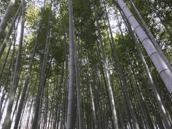 ココだけ見てると嵯峨野ですw