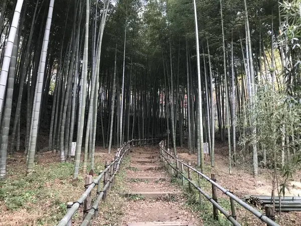 先ずは、竹の小径です。