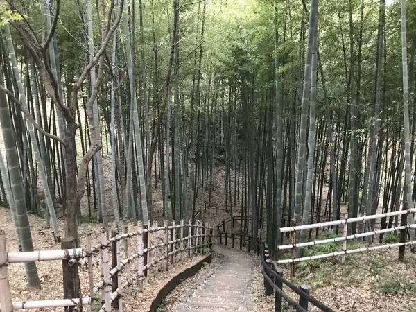ふりむけば竹林