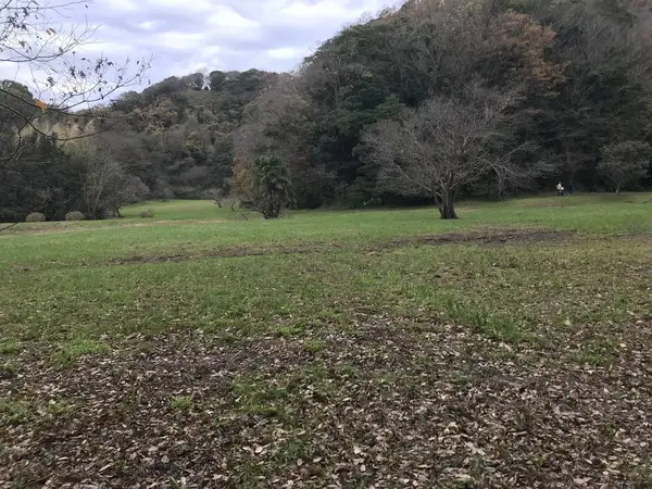 シンボルツリーは桜です。
