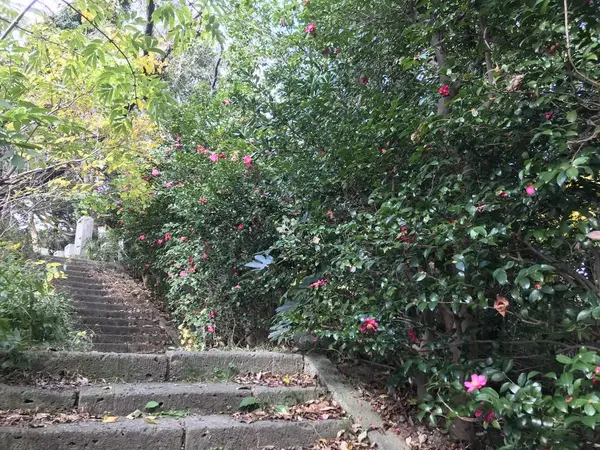 右側は椿の壁です。
