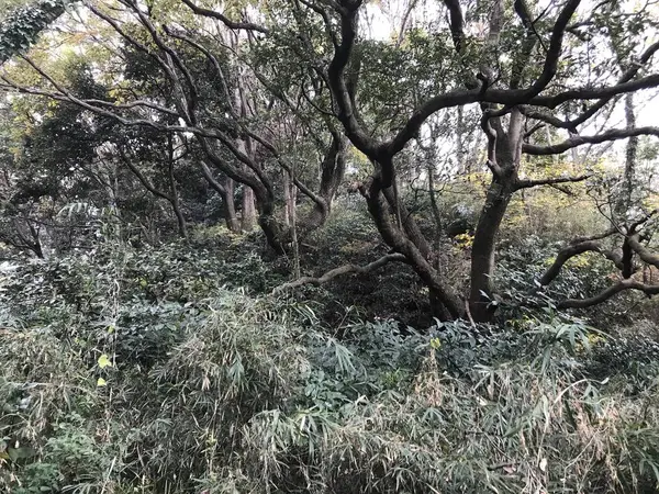ウハハハハっw