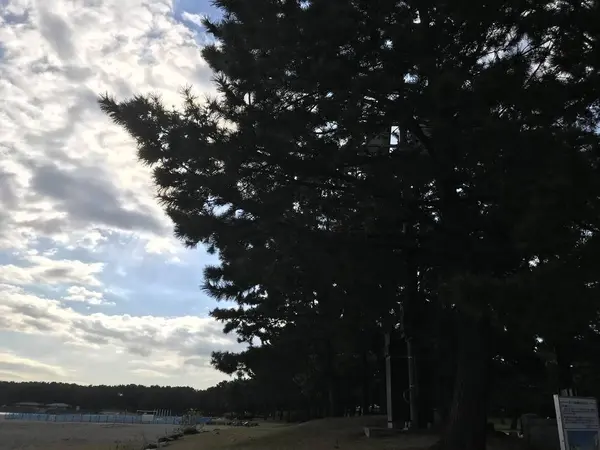 松林が続きます。