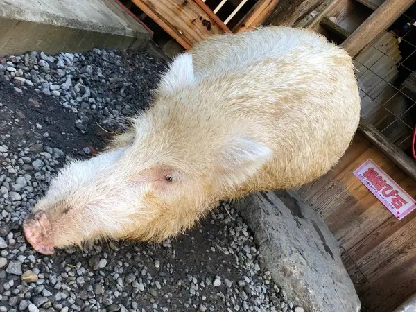 2年産まれた白猪
