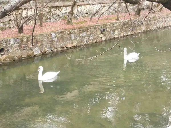 白鳥が遊びに来ていましたよ