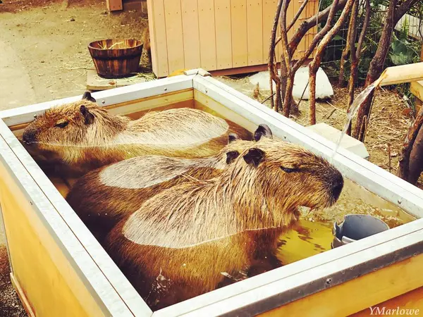 お湯に浸かるカピパラ
