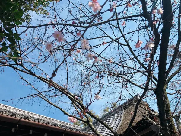 十月桜