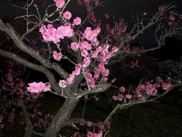 フラッシュ