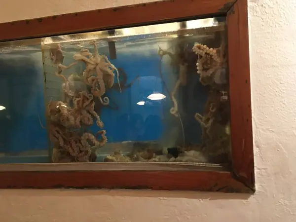 活きタコ🐙