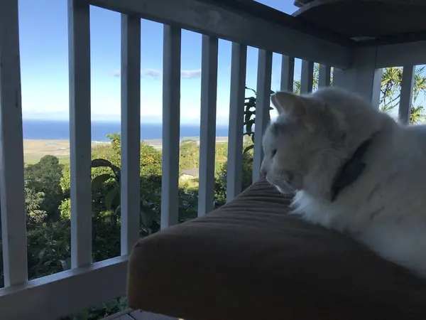 飼い猫のロミオ