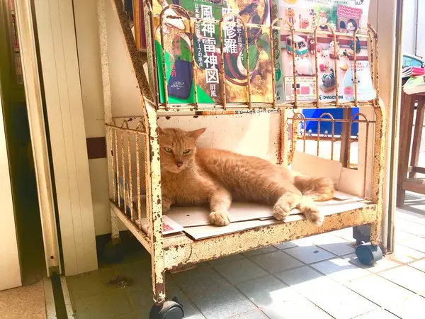 書店住まいのねこ