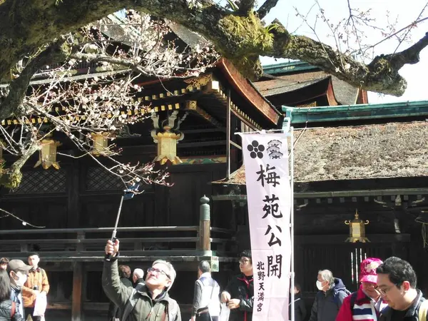 梅が見ごろを迎えています🌼