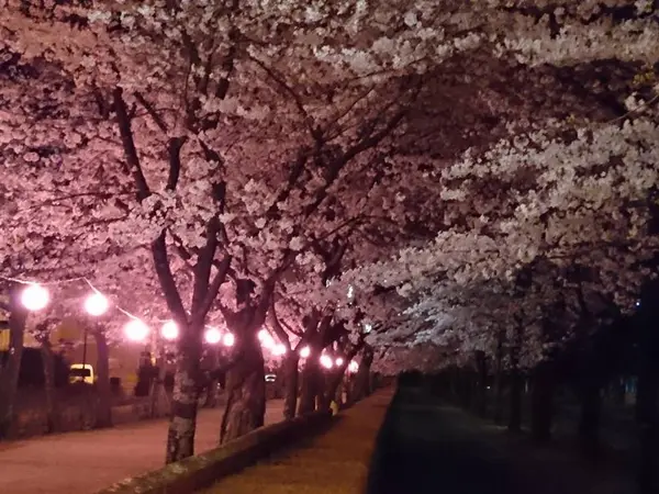 参道の横にも桜並木、Wの桜トンネル