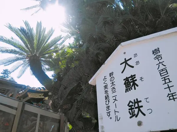 見事なソテツが