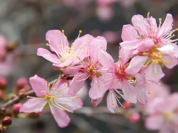 花桃がキレイ