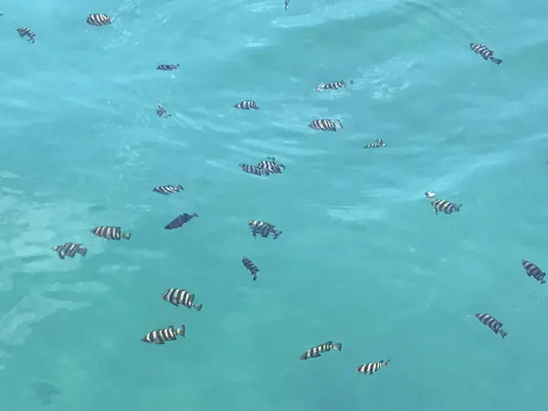 魚が目の前を泳いでいることにビックリ！