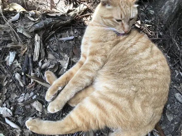 江ノ島キャット