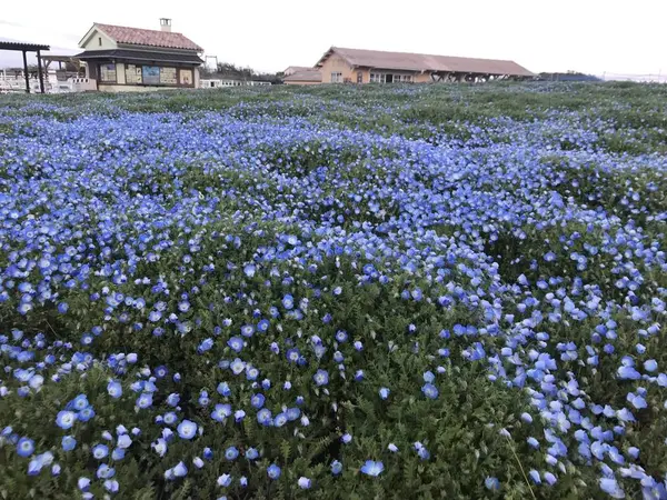 ネモフィラの花