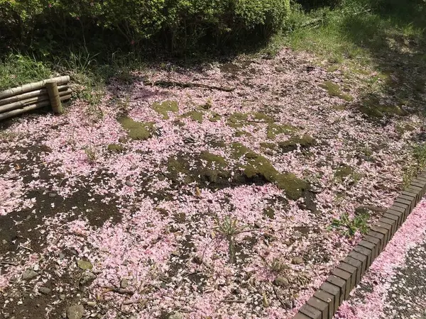 ビューテホー