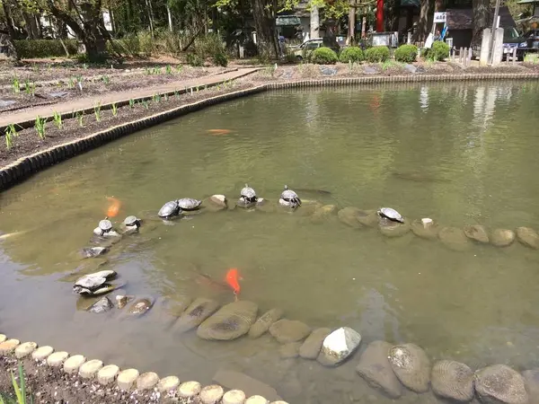 日向ぼっこの亀と鯉