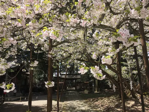 桜！