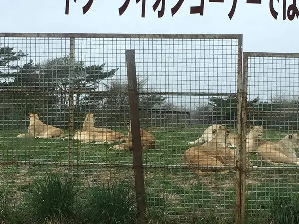 ライオンたち