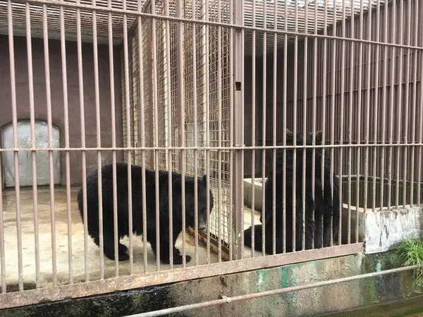 クマたち