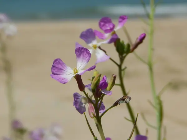 浜風にゆれる可憐な花