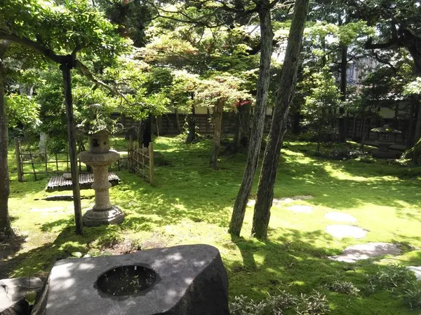 夫婦の木