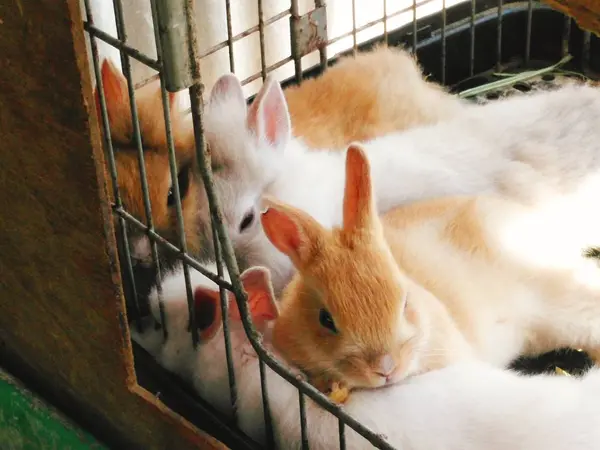 ウサギもいました💗