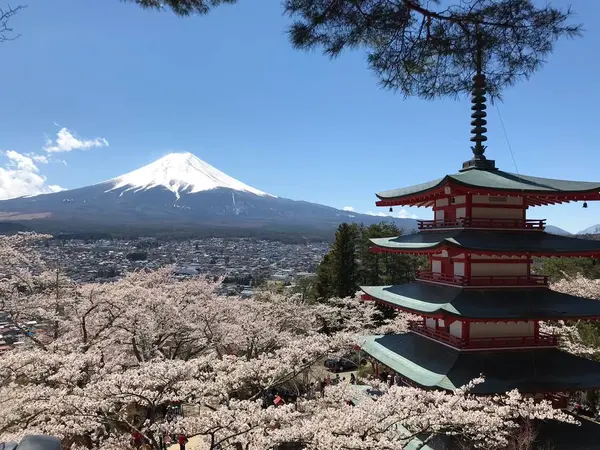 本当にキレイでした。満開に訪れる事ができました。さくら🌸が雲のように見えて、感動でしかありません🎶