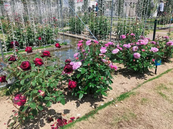 🌹